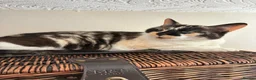 Mixed Breed cats for sale: Two adult cats for sale  - Advert 6