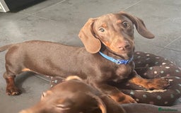Miniature Dachshund dogs for sale: Pra clear mini dachshund pups - Image 5