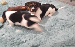 Jack Russell dogs for sale: Stunning jack Russell puppies  - Image 12