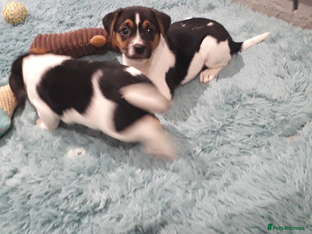 Jack Russell dogs for sale: Stunning jack Russell puppies  - Image 12
