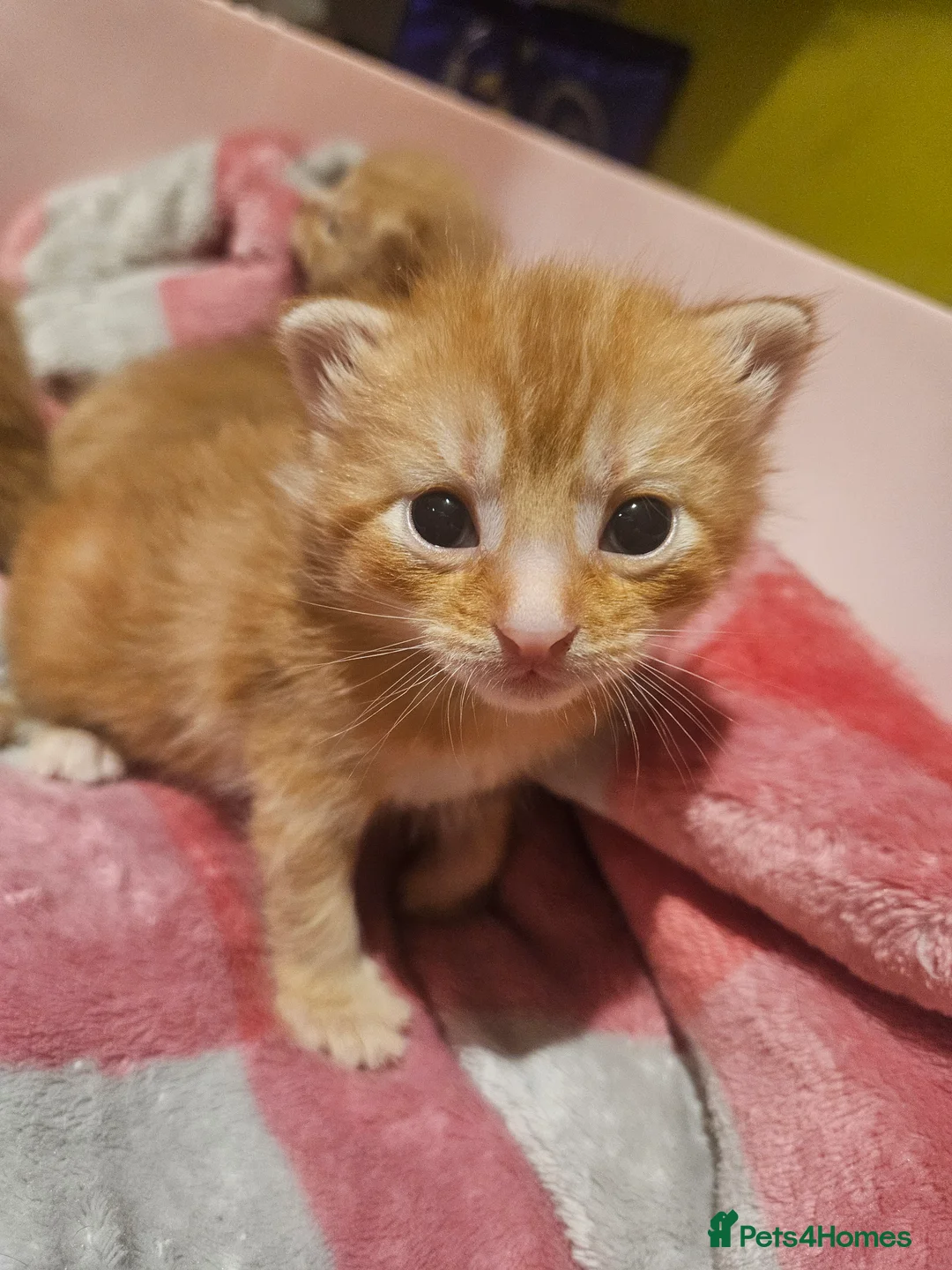 Mixed Breed cats for sale: Ginger Kittens ForSale - Advert 2