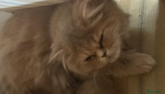 Persian cats for sale: Pure-bred Persian Girl (Female) - Ready Now £450 - Advert 1