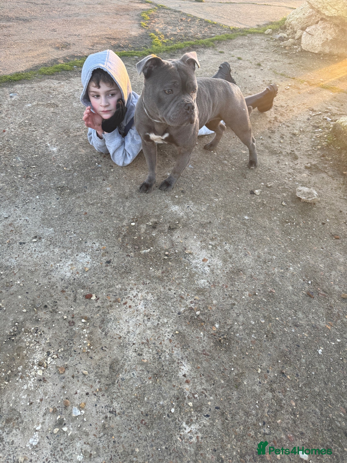 Staffordshire Bull Terrier dogs Blue Staffordshire bull terrier puppies kc  - Advert 6