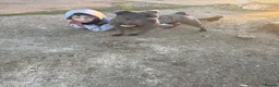Staffordshire Bull Terrier dogs for sale: Blue Staffordshire bull terrier puppies kc  - Advert 2