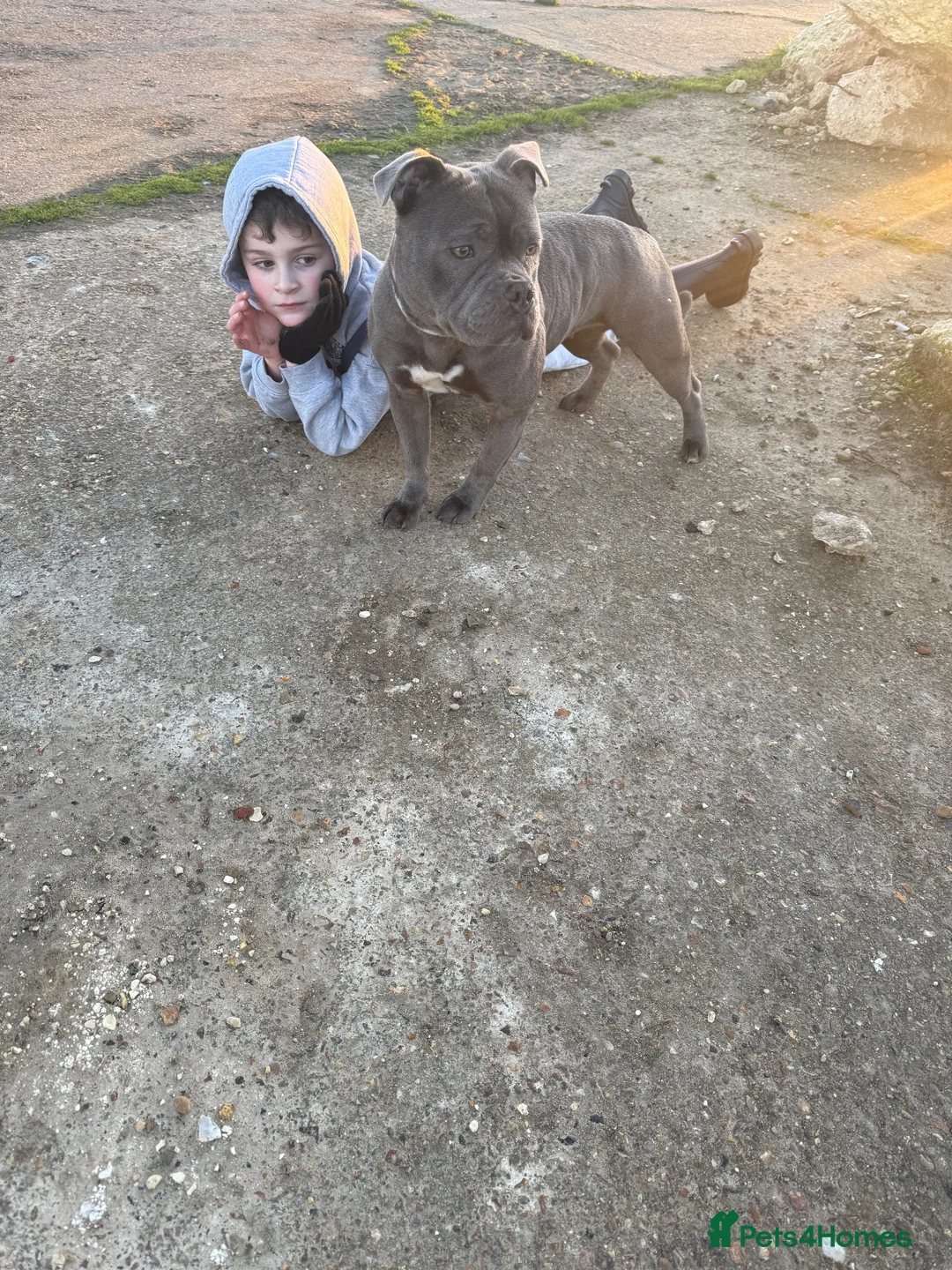 Staffordshire Bull Terrier dogs for sale: Blue Staffordshire bull terrier puppies kc  - Advert 2