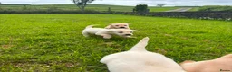 Labrador Retriever dogs for sale: Labrador puppys - Advert 9