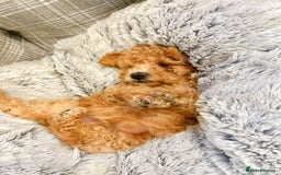 Toy Poodle dogs for sale: Pure Toy poodles -1 boy & 1 girl left  - Image 5