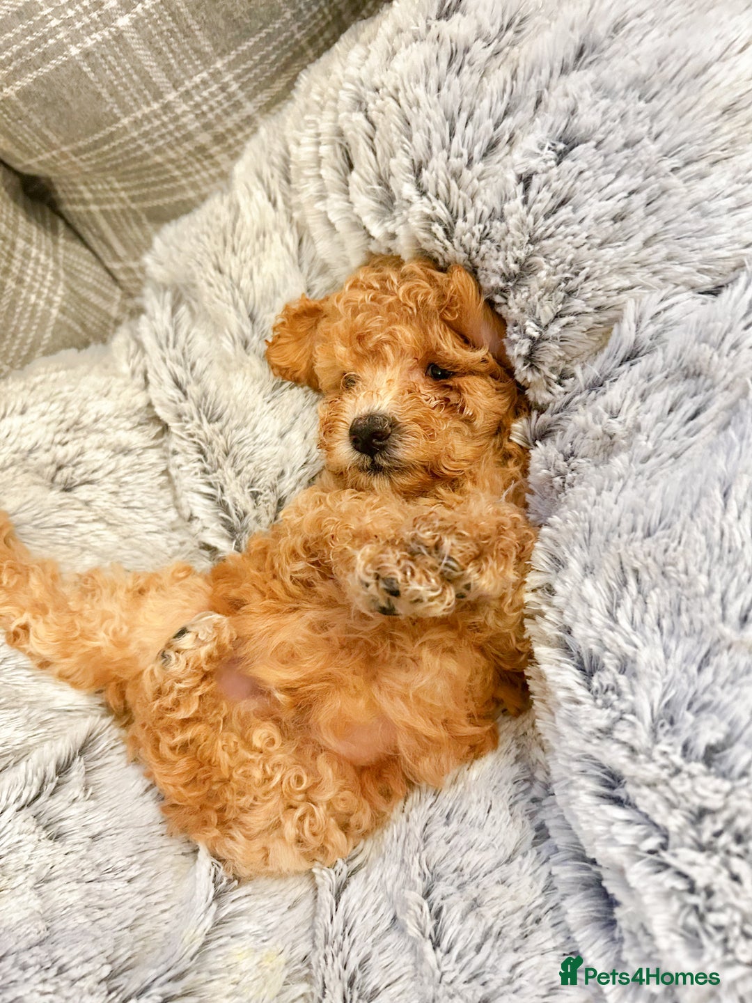 Toy Poodle dogs for sale: Pure Toy poodles -1 boy & 1 girl left  - Image 5