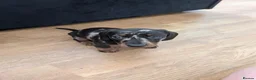 Miniature Dachshund dogs for sale: 2 beautiful dachshund pups  - Advert 7