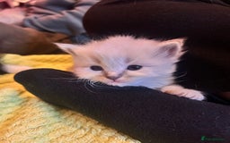 Ragdoll cats for sale: Ragdoll  - Image 8