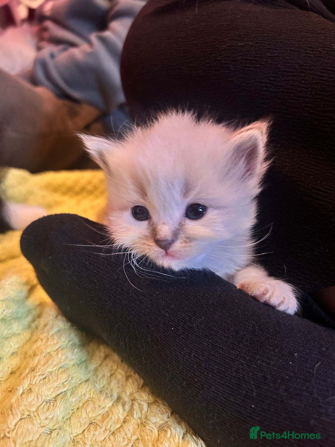 Ragdoll cats for sale: Ragdoll  - Image 8