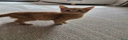 Mixed Breed cats for sale: Playful Kittens - Advert 6