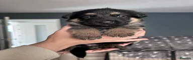 German Shepherd Puppy 9