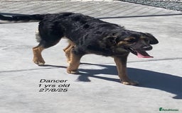 Mixed Breed dogs for adoption: Dancer, Approx 13 months, Available for adoption. - Image 3