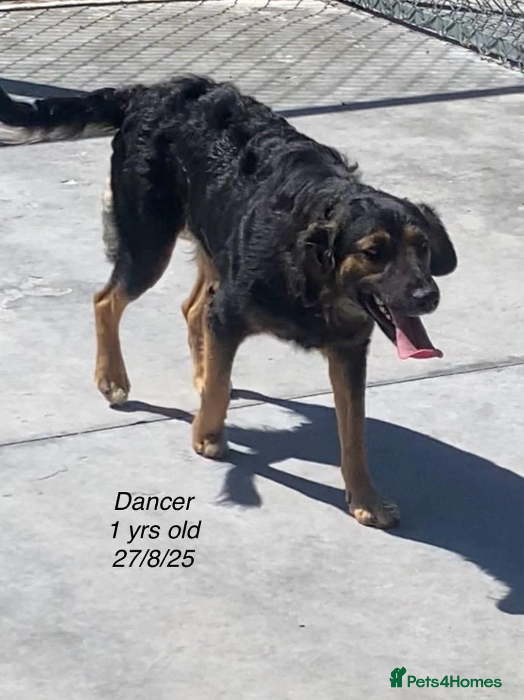 Mixed Breed dogs for adoption: Dancer, Approx 13 months, Available for adoption. - Image 3