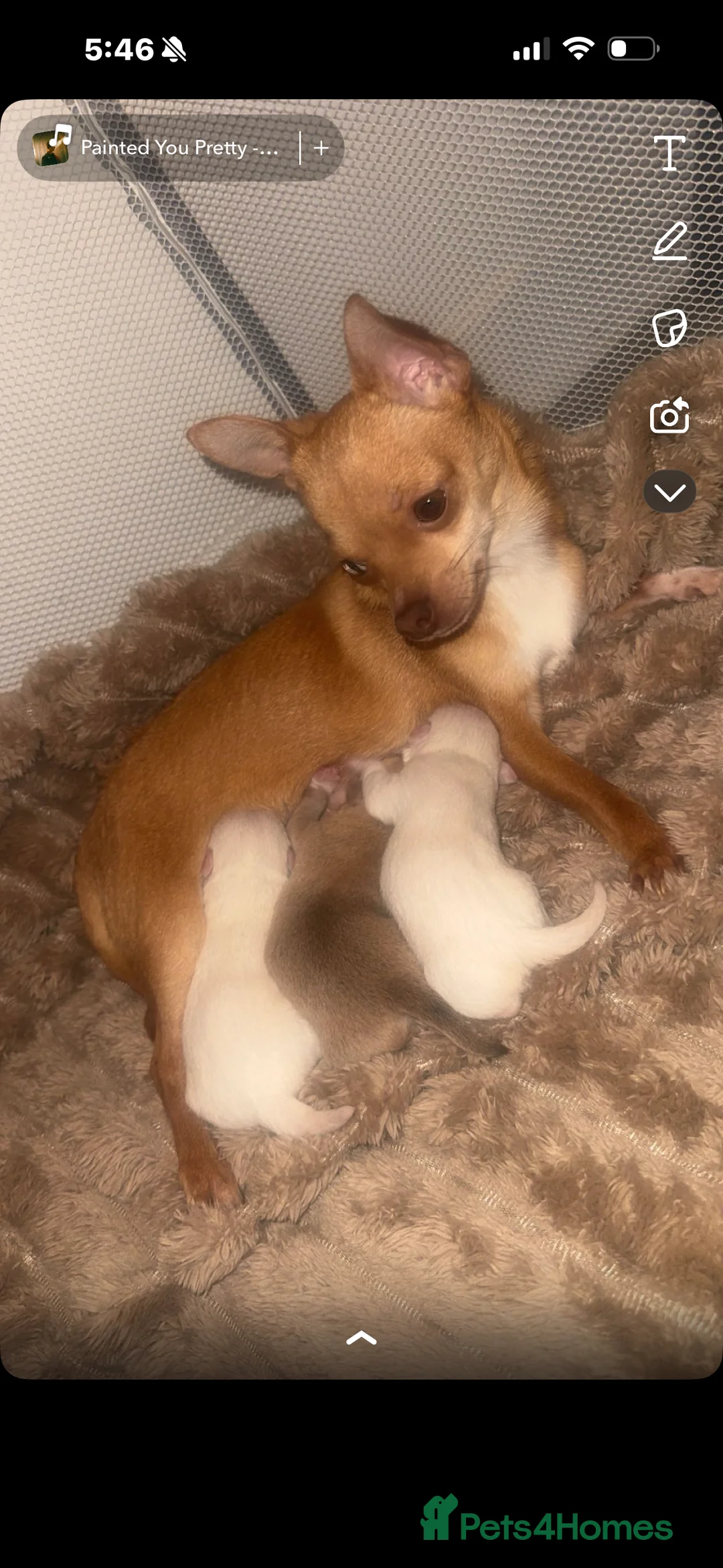 Chihuahua dogs for sale: Beautiful chihuahuas puppies for sale  - Advert 4