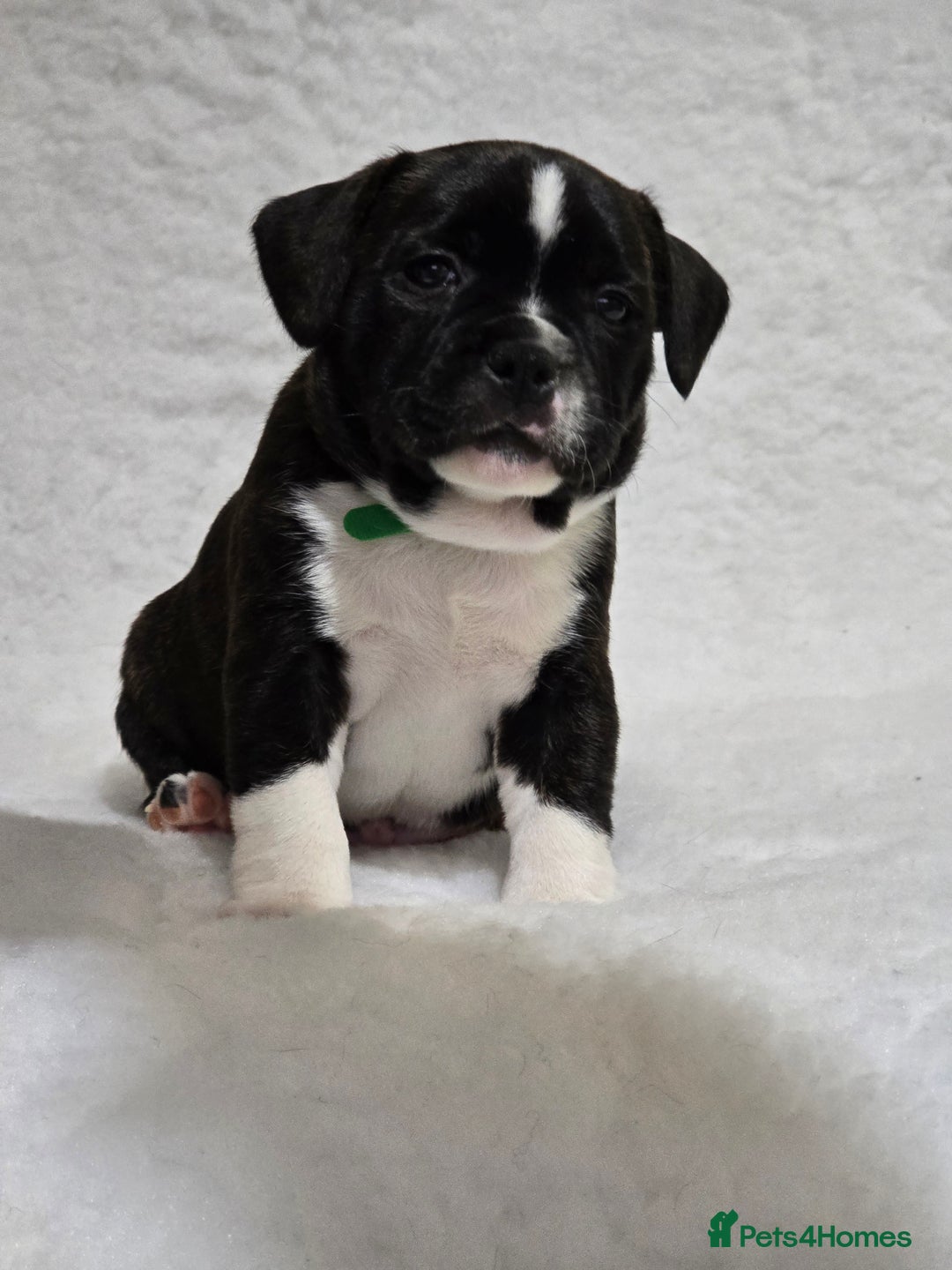 Staffordshire Bull Terrier dogs for sale: ✨️Outstanding SBT puppies✨️ - Advert 28