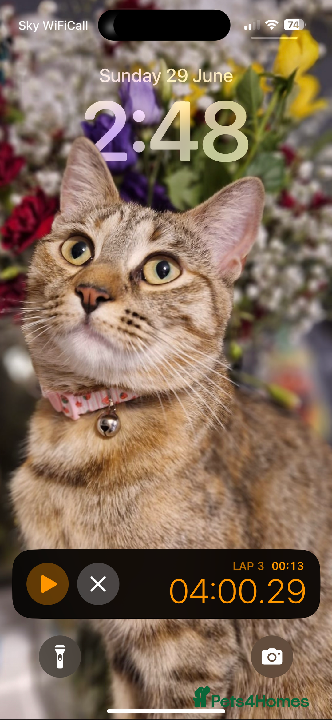 Mixed Breed cats for sale: 🐱 Handsome little boy kittens 💙 - Image 15