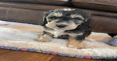 Cockapoo dogs - Advert 8