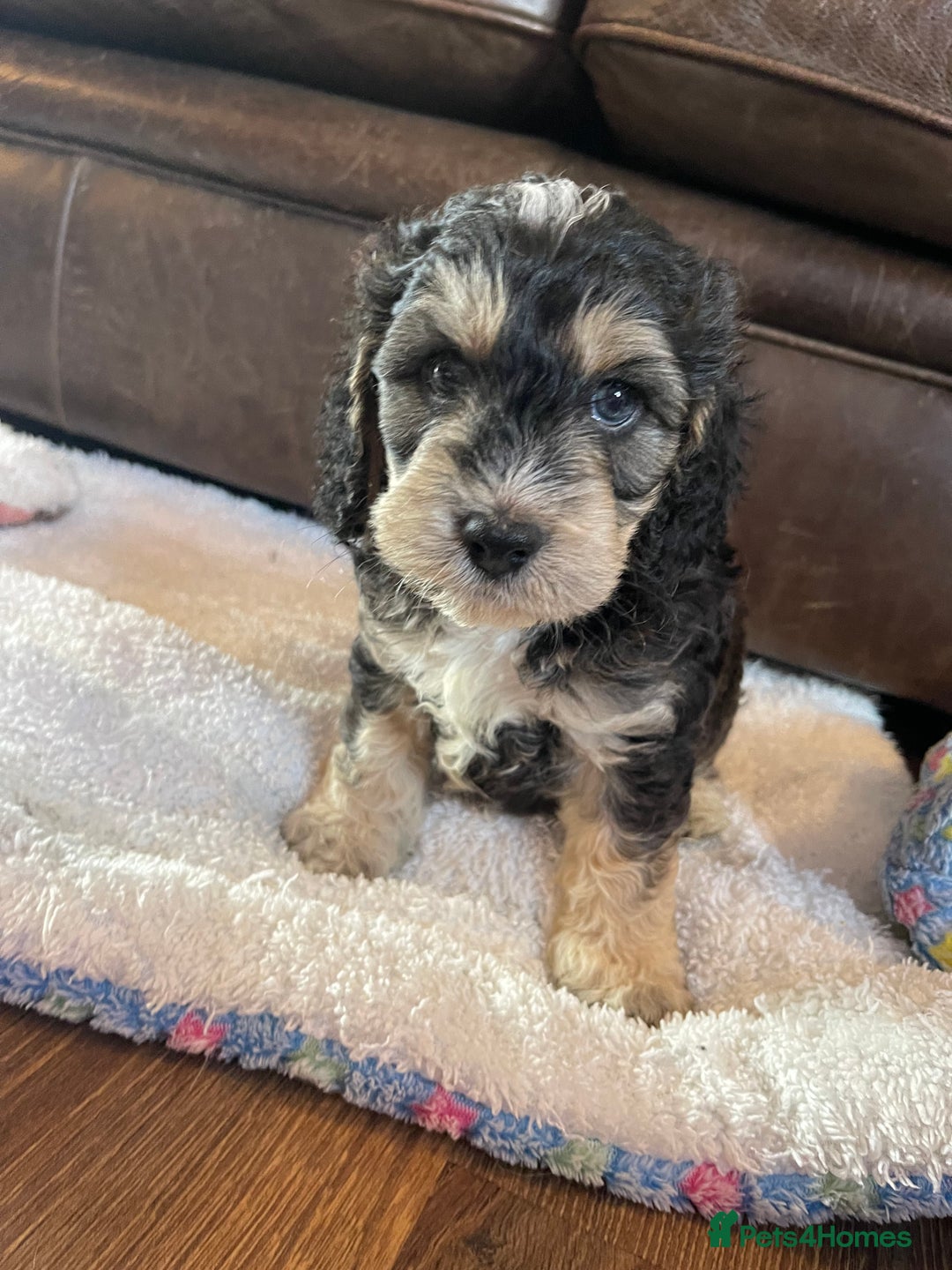 Cockapoo dogs for sale: Adorable F1 Cockerpoo puppies - Image 3