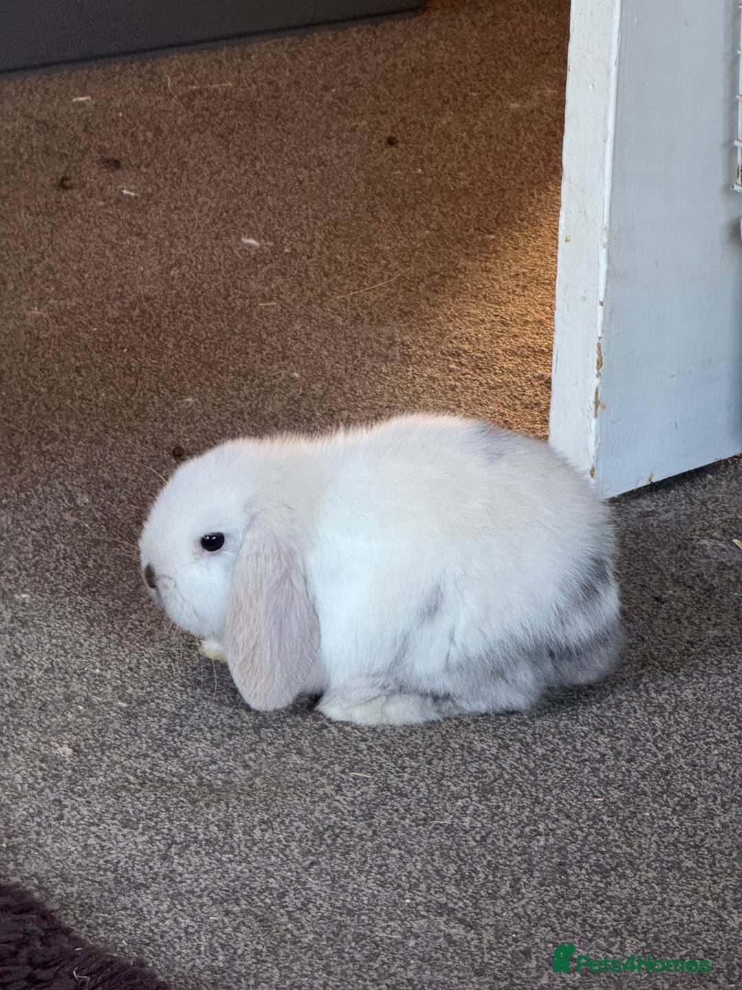 Mini Lop rabbits for sale: Mini lop  - Advert 1