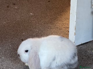 Mini Lop rabbits Mini lop - Advert 1