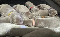 Weimaraner dogs for sale: ✨KC Reg Pups from Champion Bloodlines ✨ - Image 4
