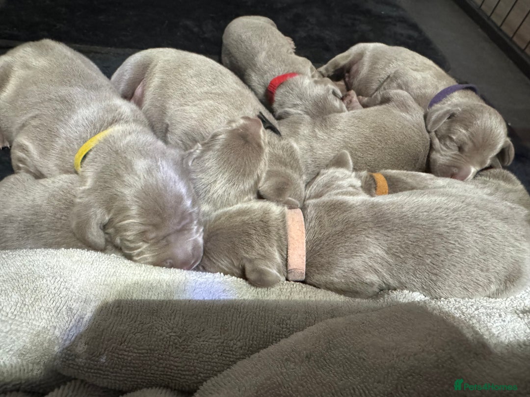 Weimaraner dogs for sale: ✨KC Reg Pups from Champion Bloodlines ✨ - Image 4