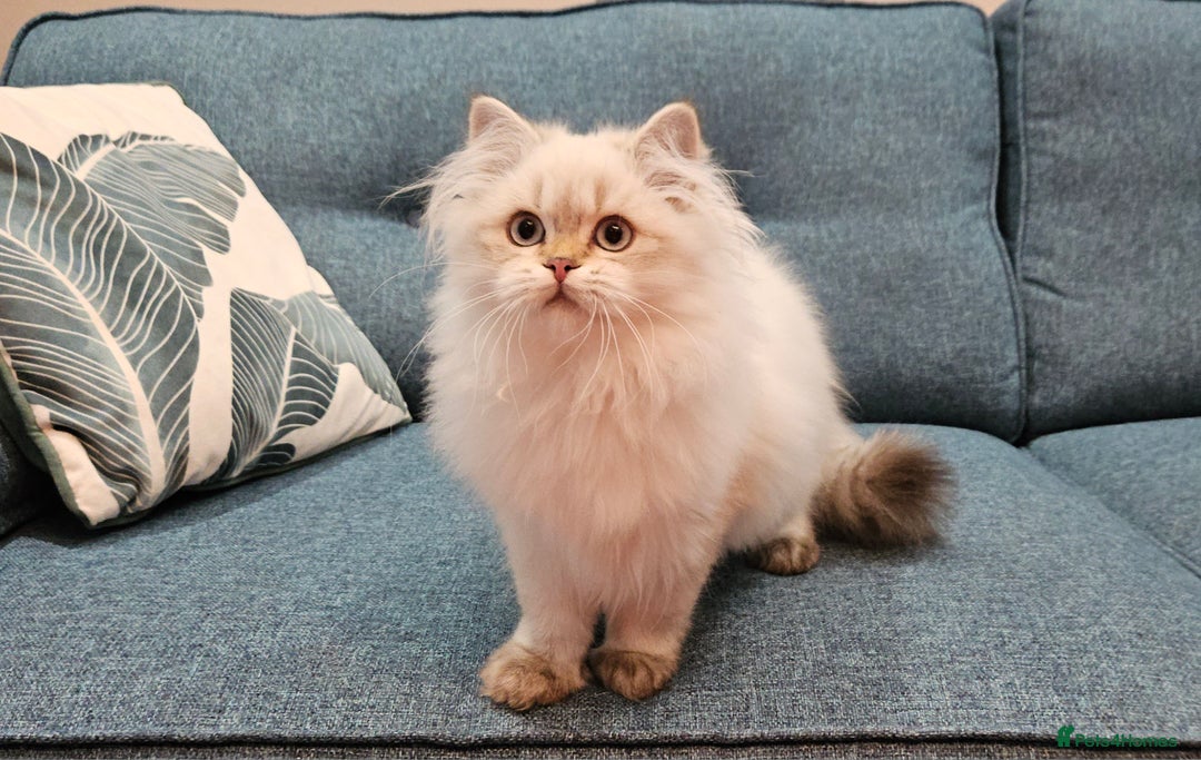 British Longhair cats for sale: Excellent Scottish straight Highland Kittens - Image 18
