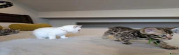 Bengal cats for sale: 🤍🤎🖤 GORGEOUS BENGAL KITTENS 🖤🤎🤍 - Advert 11