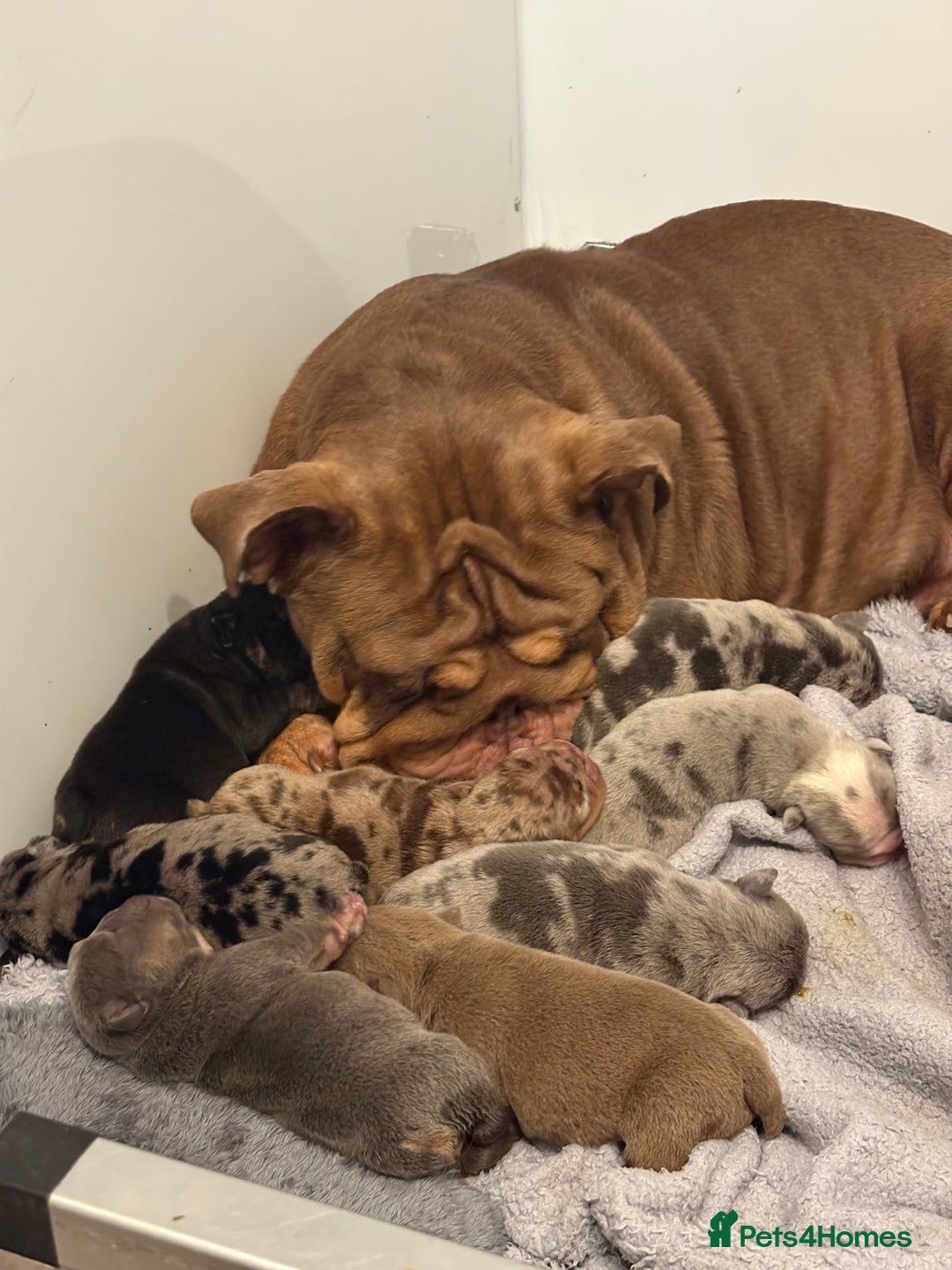 English Bulldog dogs for sale: KC Registered English Bulldogs - Image 2