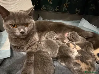 British Shorthair cats British shorthair kittens - Advert 3