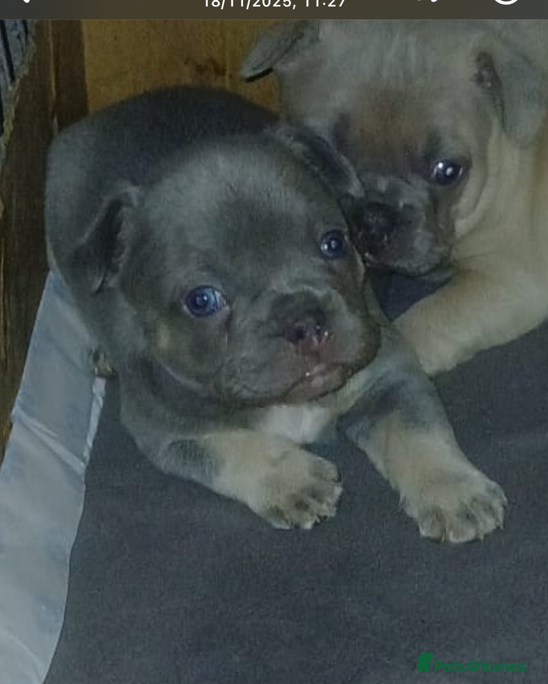 French Bulldog dogs for sale: French bulldogs  - Advert 14