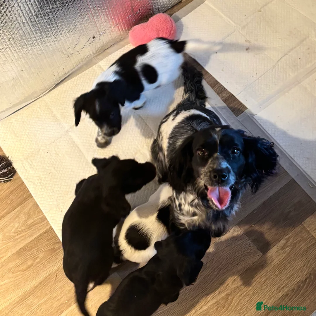 Cocker Spaniel dogs for sale: Cocker Spaniel Puppies Ready 28th February - Advert 10