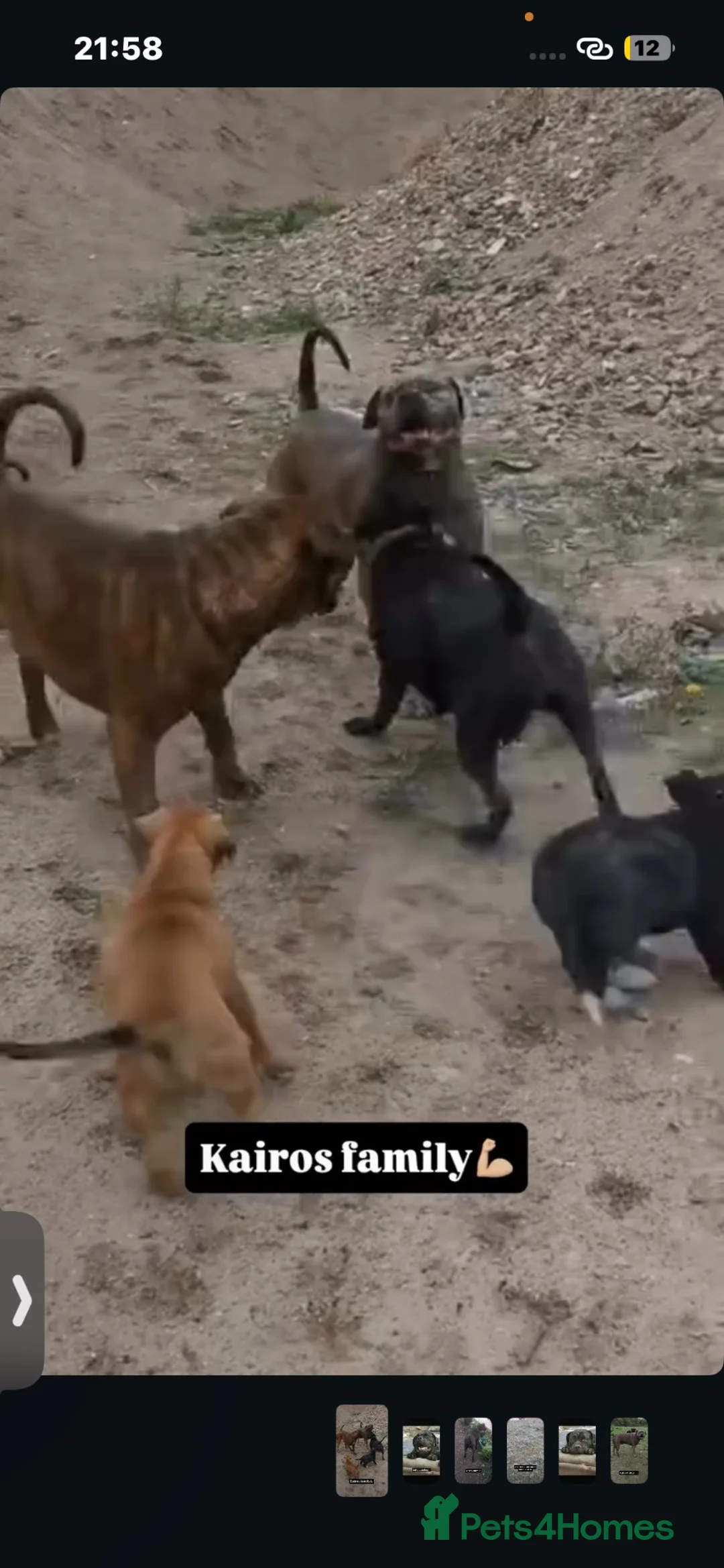 Mixed Breed dogs for sale: Bandogge mastiff pups  - Advert 2