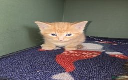 Ragdoll cats for sale: Ragdoll bengal mix  - Image 3