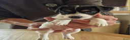 Parson Russell dogs for sale: Cracking parsons Russell puppies - Advert 9