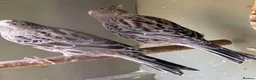 Canaries birds for sale: Male Lizard Canaries in Deal - Advert 6