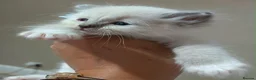 Ragdoll cats for sale: 5Gen Ped Ragdoll Kittens&Ready2Reserve - Advert 14