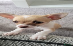 Chihuahua dogs for sale: Boy & girl chihuahua puppies  - Image 6