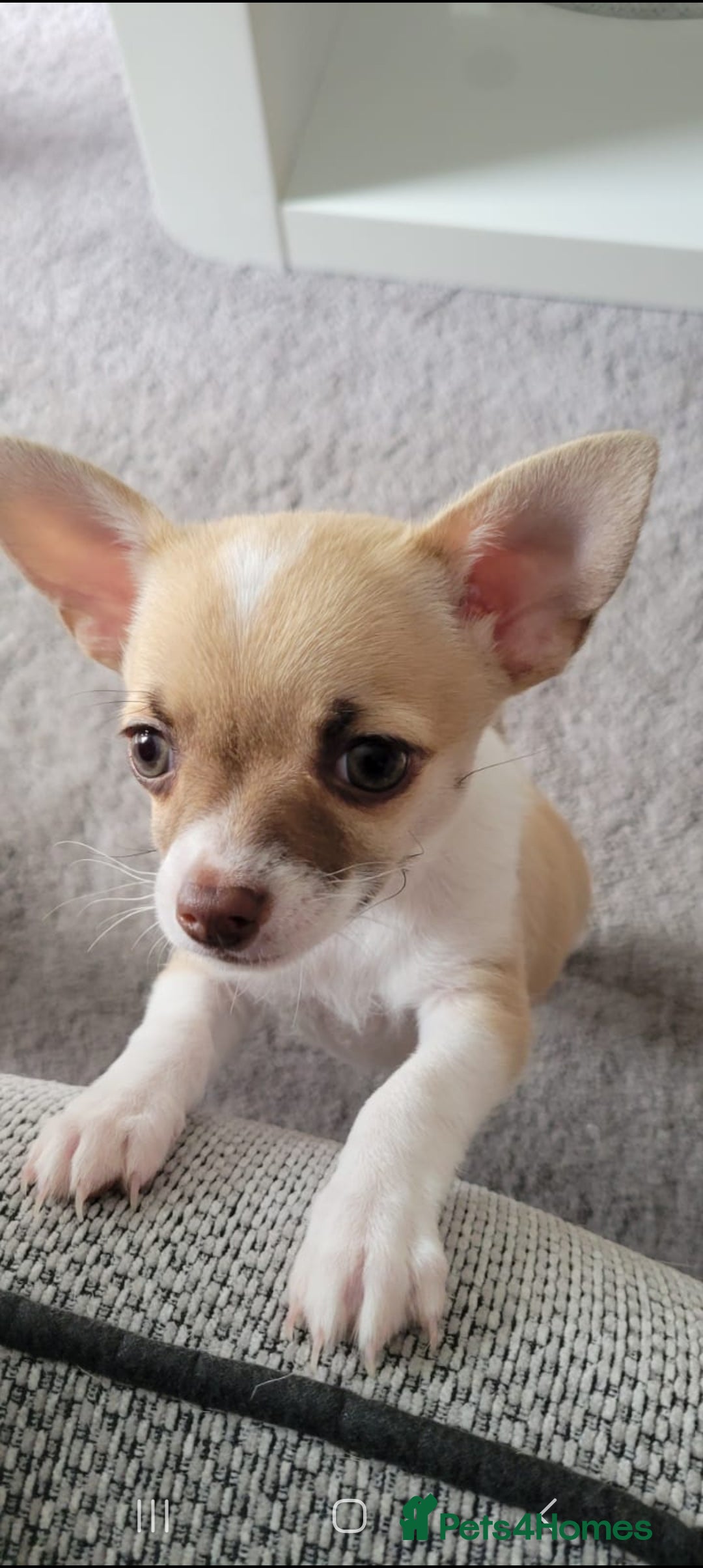Chihuahua dogs for sale: Boy & girl chihuahua puppies  - Image 6
