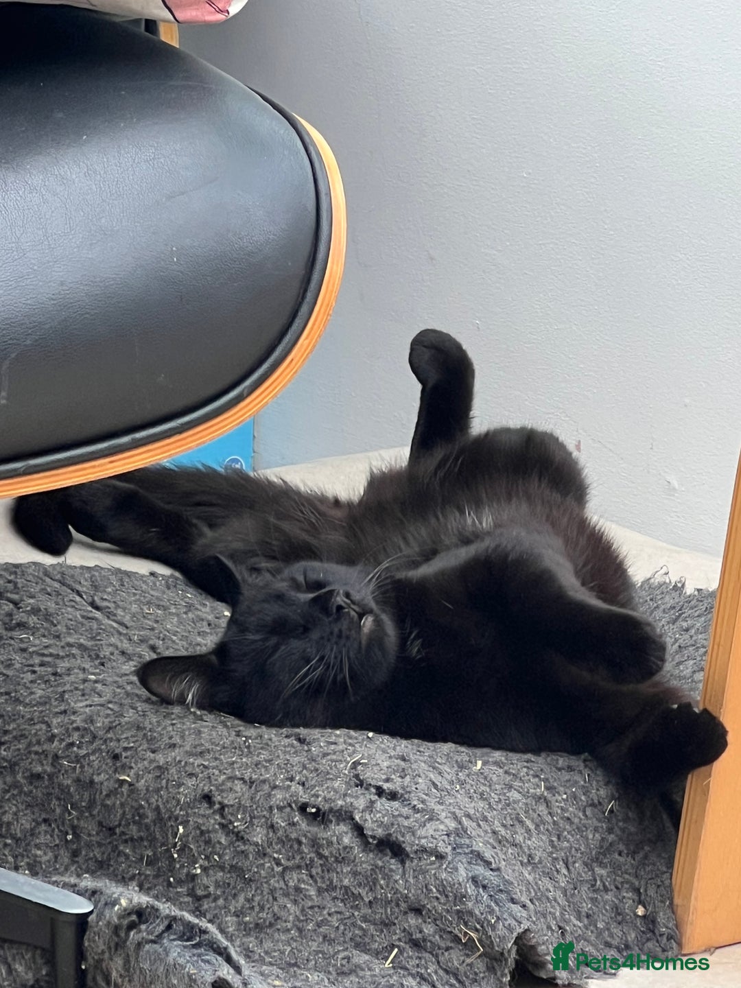 Mixed Breed cats for sale: Black Tom Cat  - Image 3