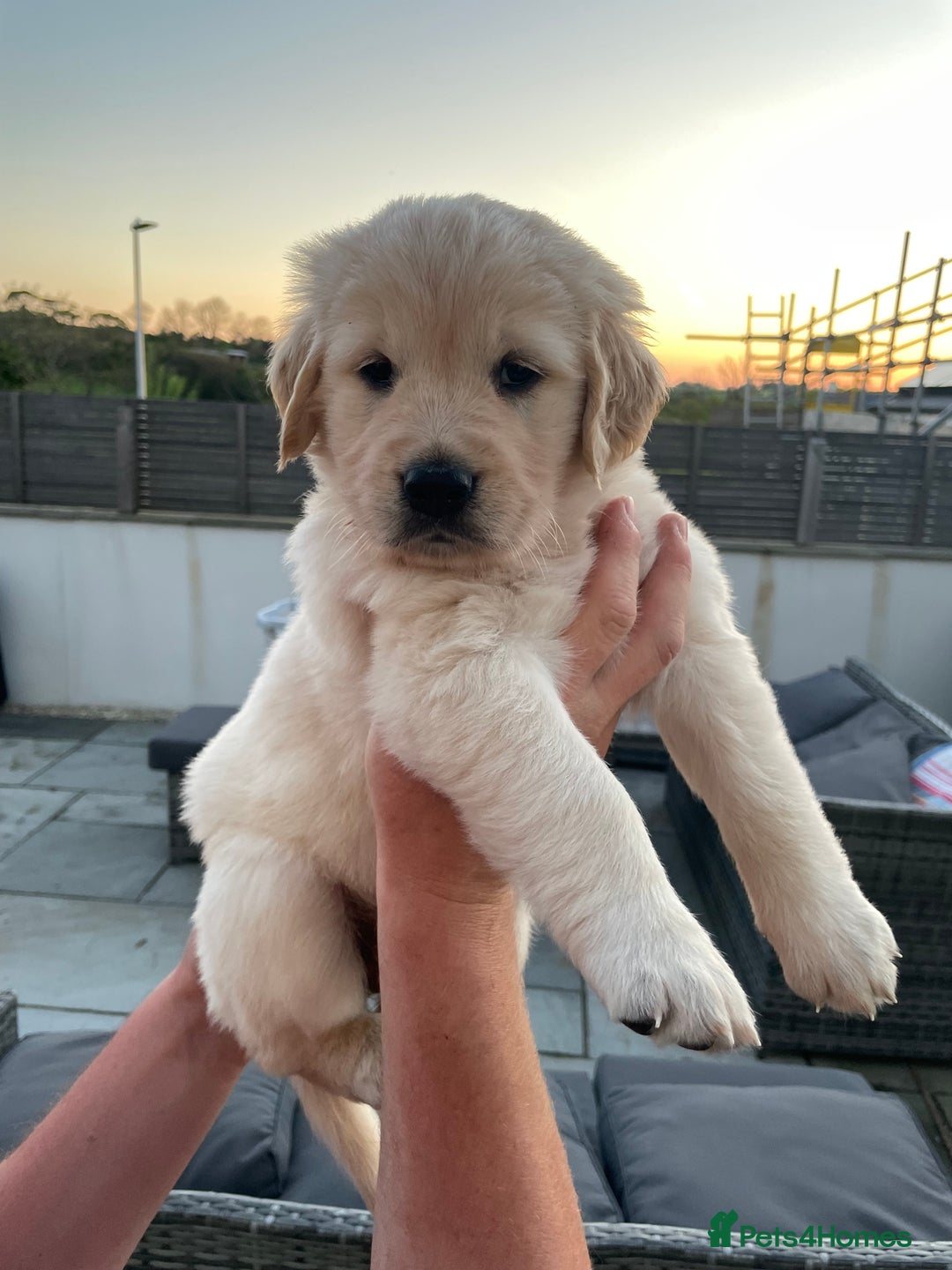 Labrador Newfoundland Lab Mix Puppies For Sale Gauteng Lab Puppy