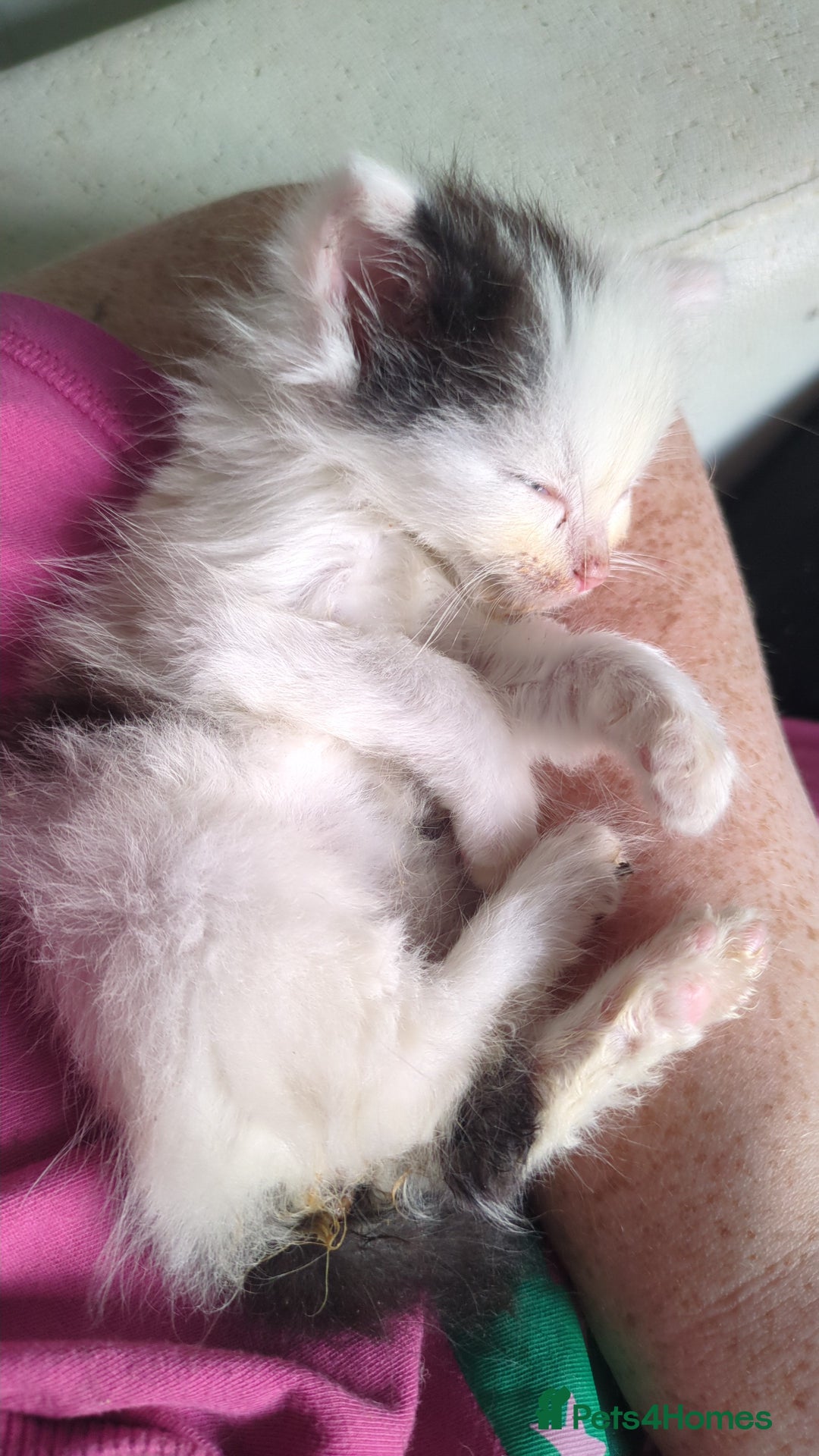 Mixed Breed cats for sale: Fluffy kitten - Image 2