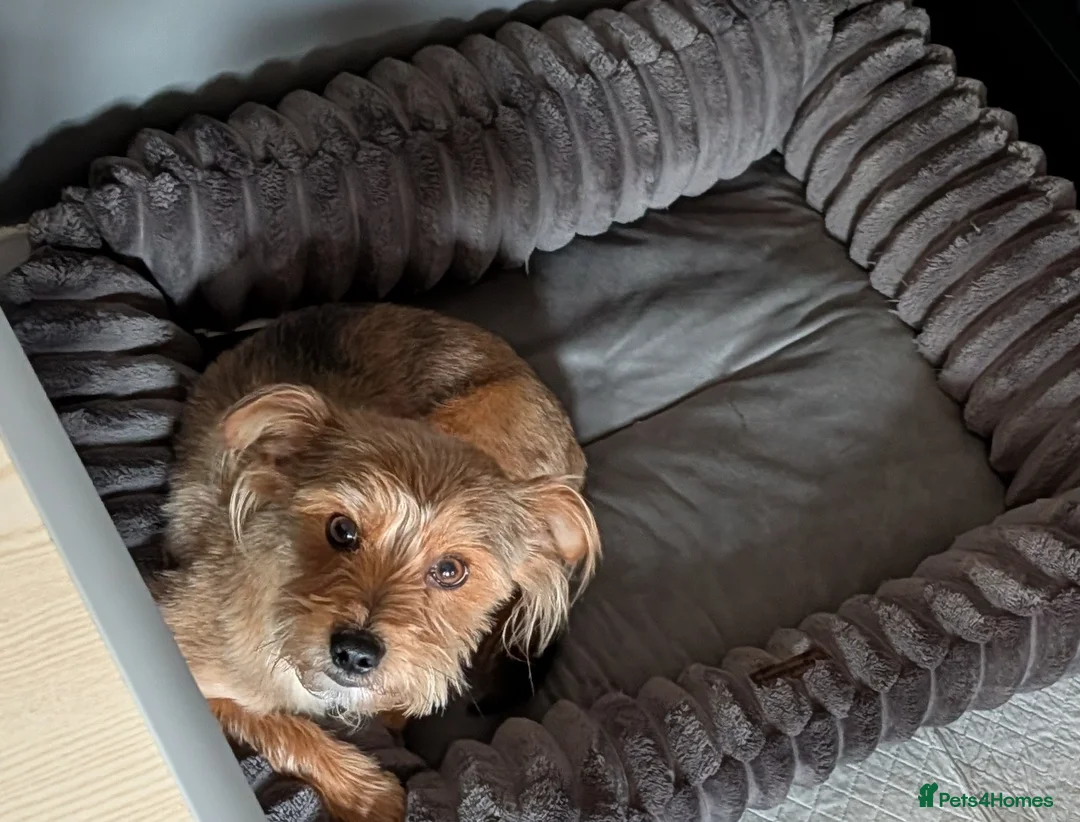 Yorkshire Terrier dogs for sale: 5 Year Old Male Yorkshire Terrier  - Advert 1