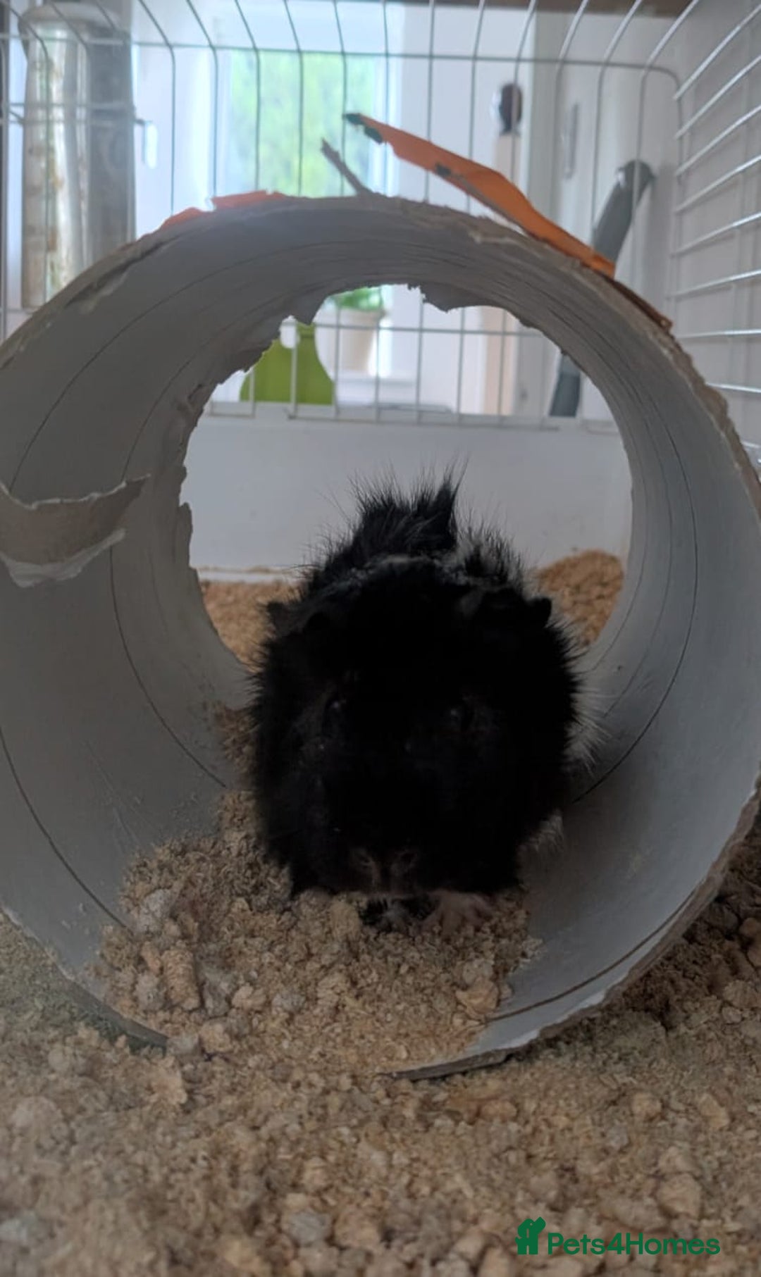 Guinea Pig rodents for sale: Guinea pig  - Advert 2