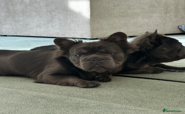 French Bulldog dogs - Advert 3