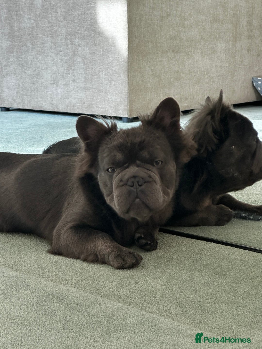 French Bulldog dogs for sale: Male Fluffy French bull dog  - Image 1