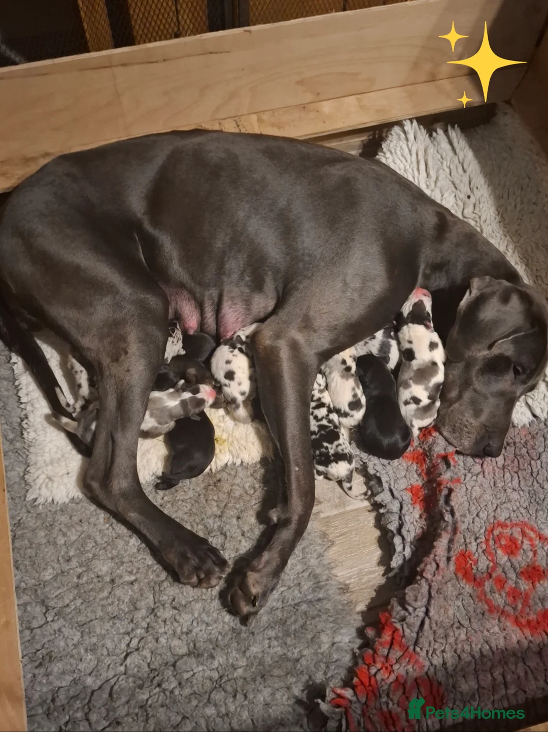 Great Dane dogs for sale: Great Dane puppies K.C Registered  - Advert 2