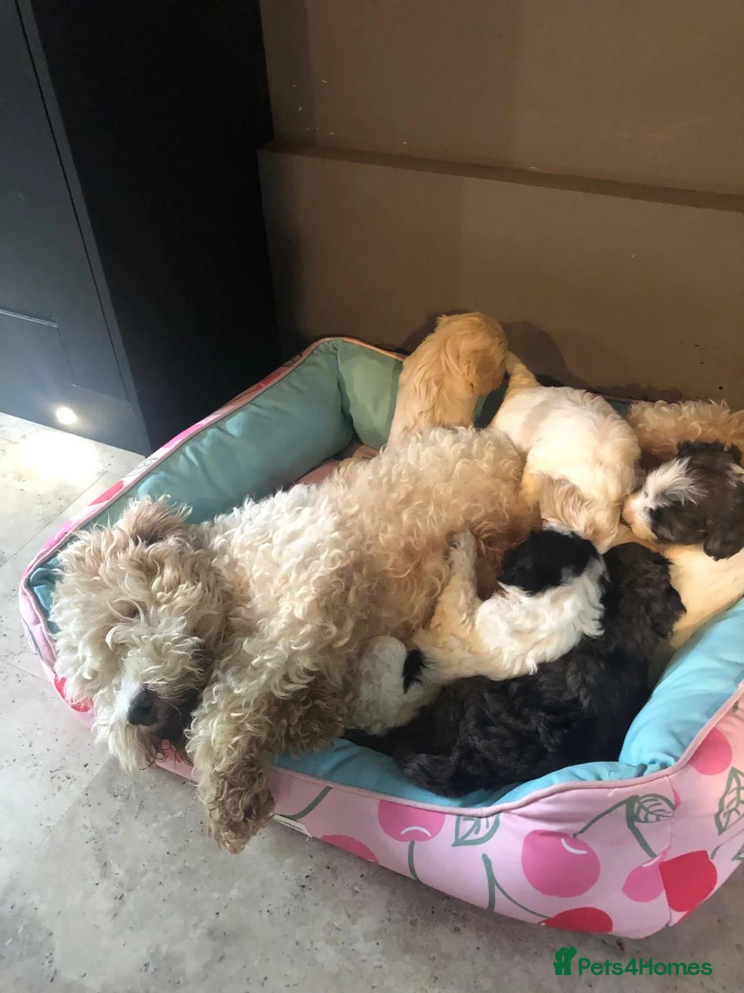 Cavapoochon dogs for sale: Cavapoochons Puppies Heath Tested Unique Colours - Advert 19